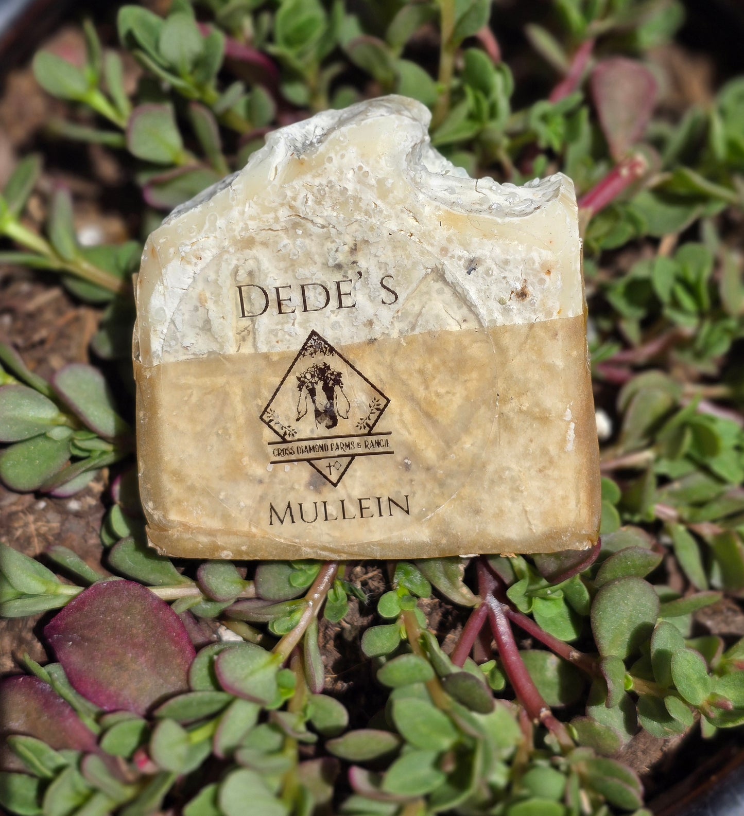 Dede's Mullein