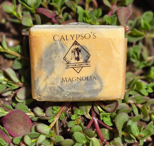 Calypso’s Magnolia