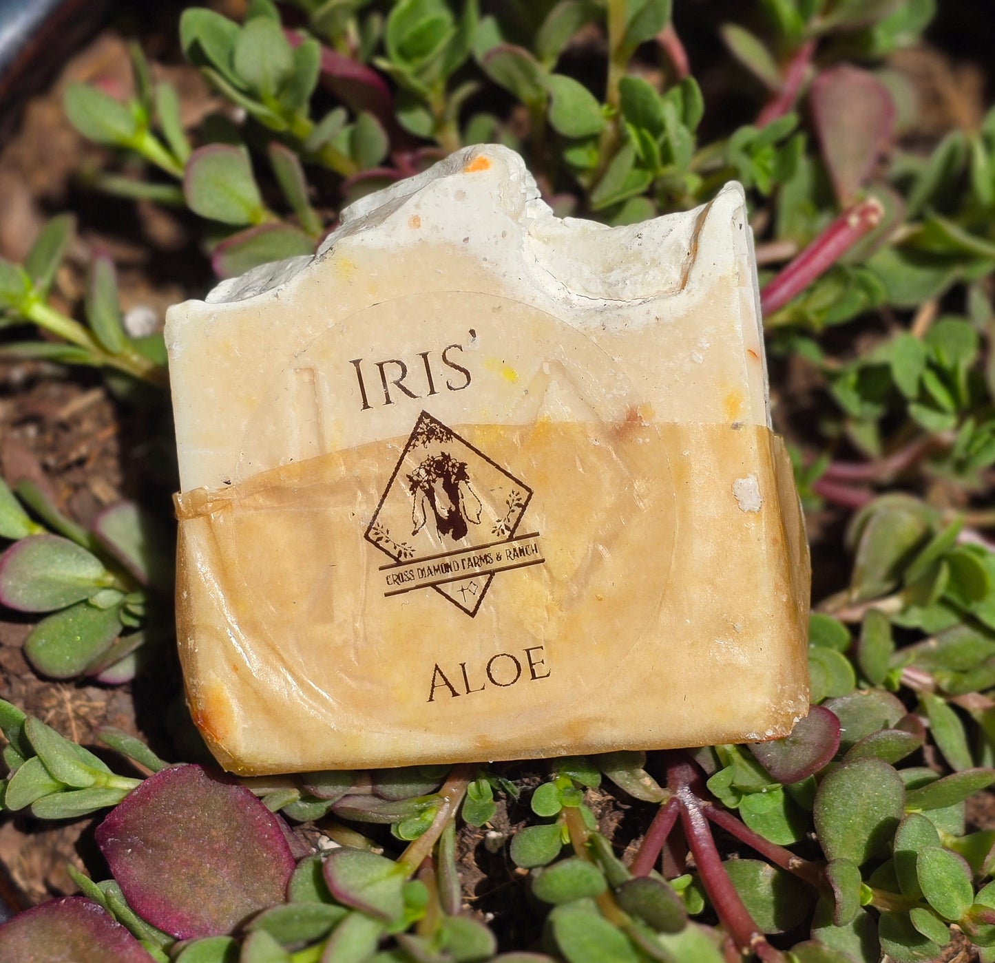 Iris’ Aloe