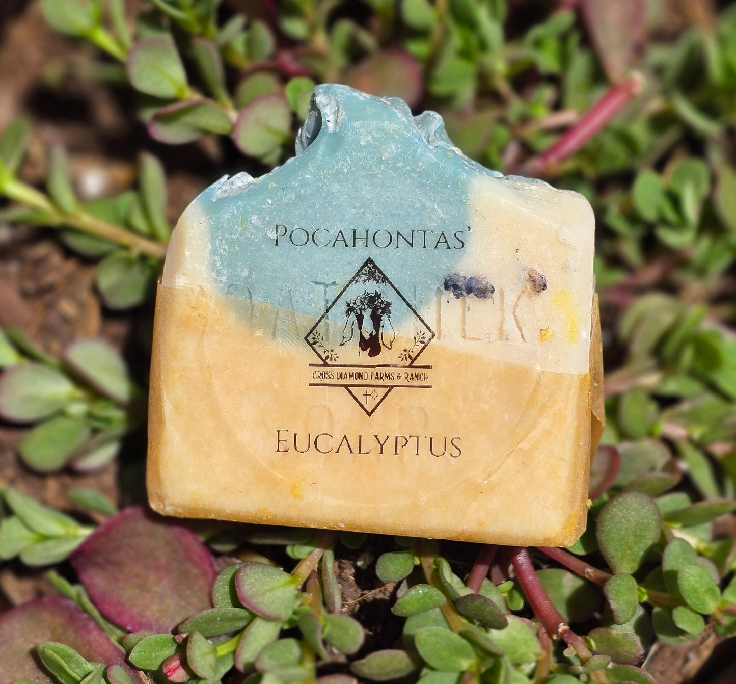 Pocahontas’s Eucalyptus