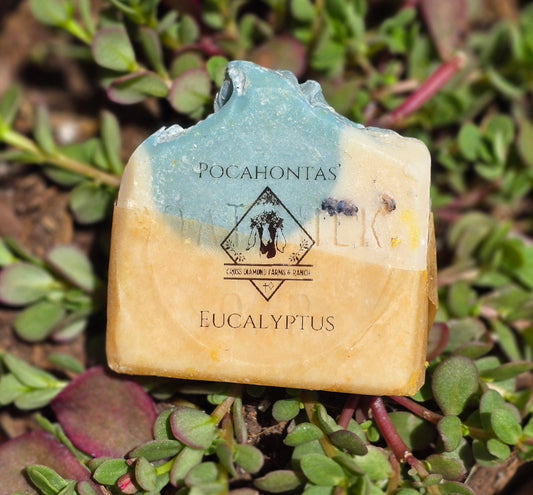 Pocahontas’s Eucalyptus